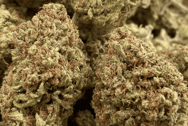 close up of the black coffee cannabis strain, green and brown flower